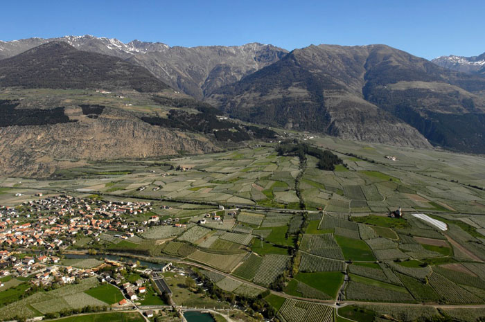 Apfelblüte im Vinschgau - Wiesen - Blüte