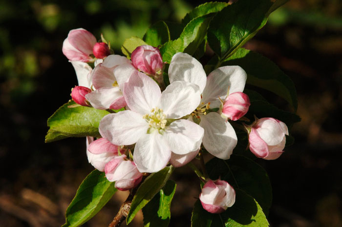 Apfelblüte im Detail