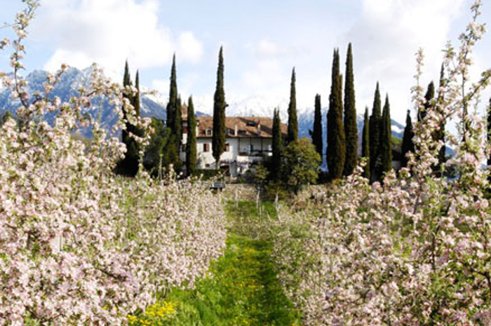 Apfelblüte in Meran