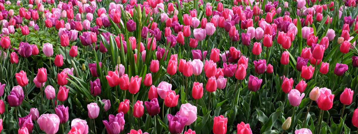 Tulips in Merano