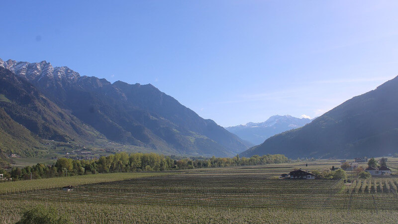 Apfelblüte im unteren Vinschgau bei Plaus