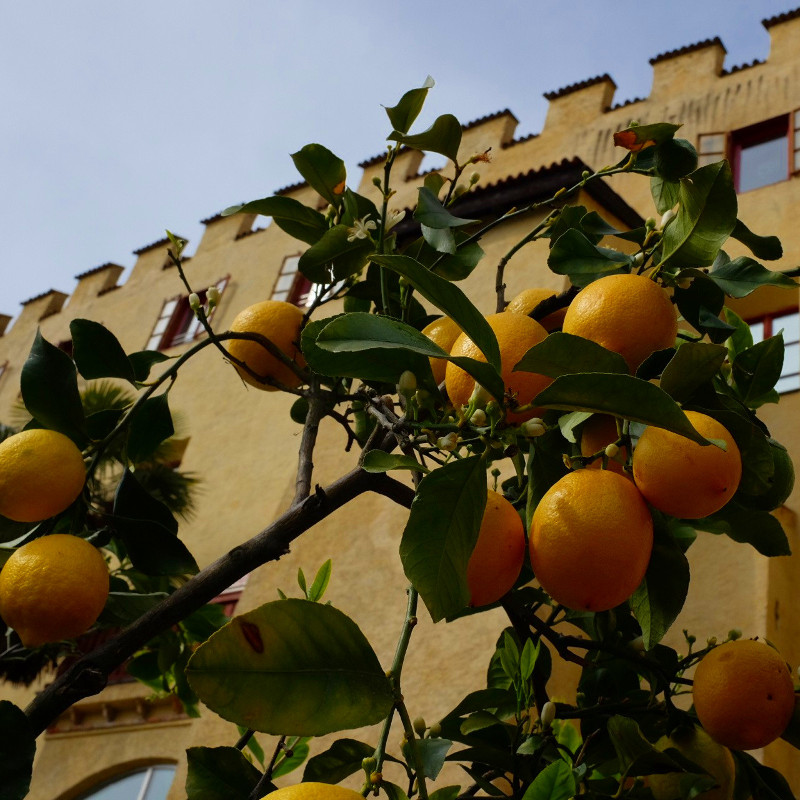Lemons in the Gardens of Trautmansdorff