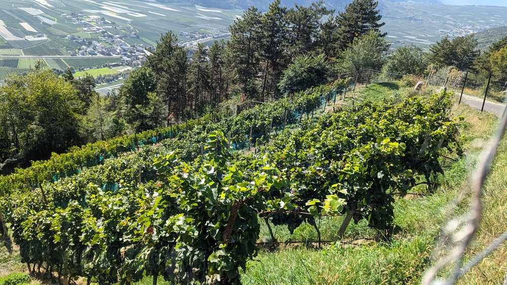 Weinberg am Hang von Schloss Annenberg